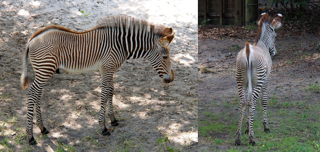 [Two photos spliced together. On the left is a side view of the entire zebra colt. The skinny stripes on this youngster are more brown than black. While its mane is about the same length as an adult's mane, shorter hairs extend all the way along the spine to the tail as if a mane of sorts runs the entire length of the animal. On the right is a tail end view of the colt showing the rump and the back of the head. The white tops of its ears are clearly visible as the background in this area of the image is dark.]
